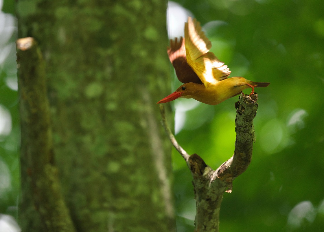 風 の むろさん 野鳥 掲示板