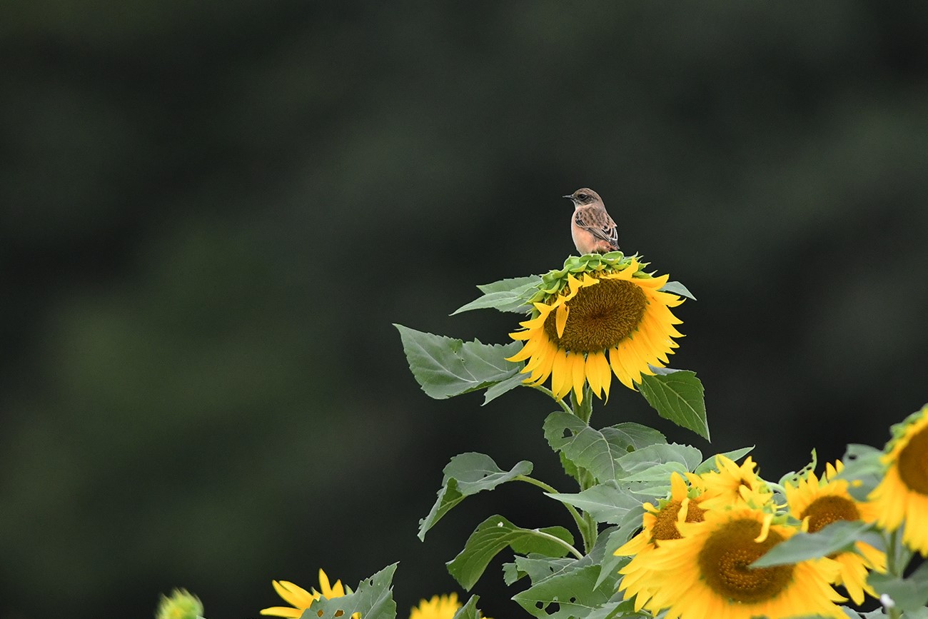 風 の むろさん 野鳥 掲示板