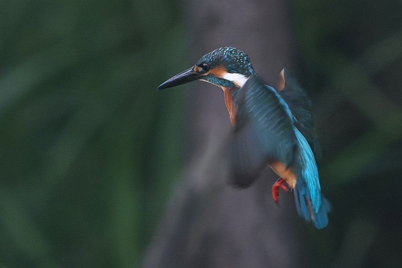 日本の鳥　写真集 Here I am. ここにいます。伊藤隆 野鳥写真集 | 伊藤 隆, 伊藤