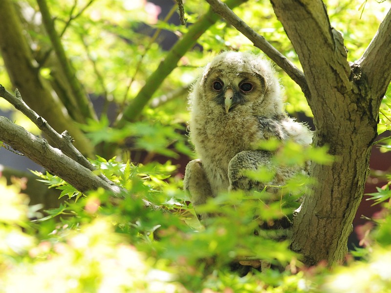 野鳥写真展示室